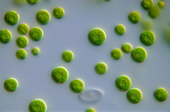Algues vertes unicellulaires (Haematococcus pluvialis) x100